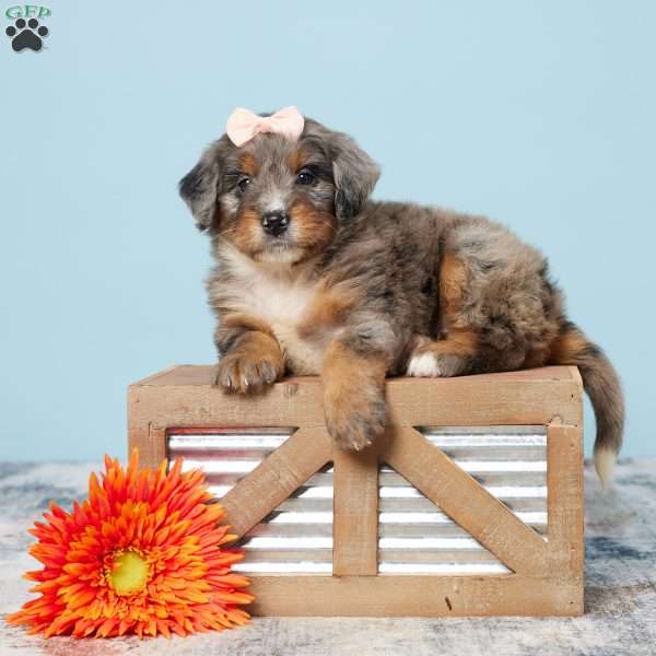 Lori, Mini Bernedoodle Puppy